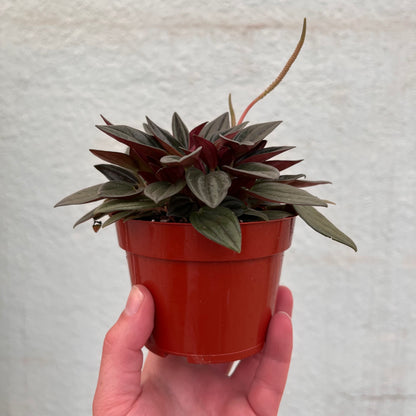 Peperomia - Eden Rosso-4 inch