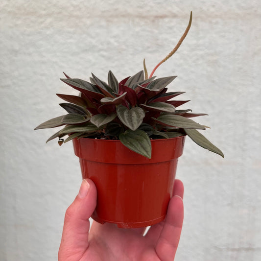 Peperomia - Eden Rosso-4 inch