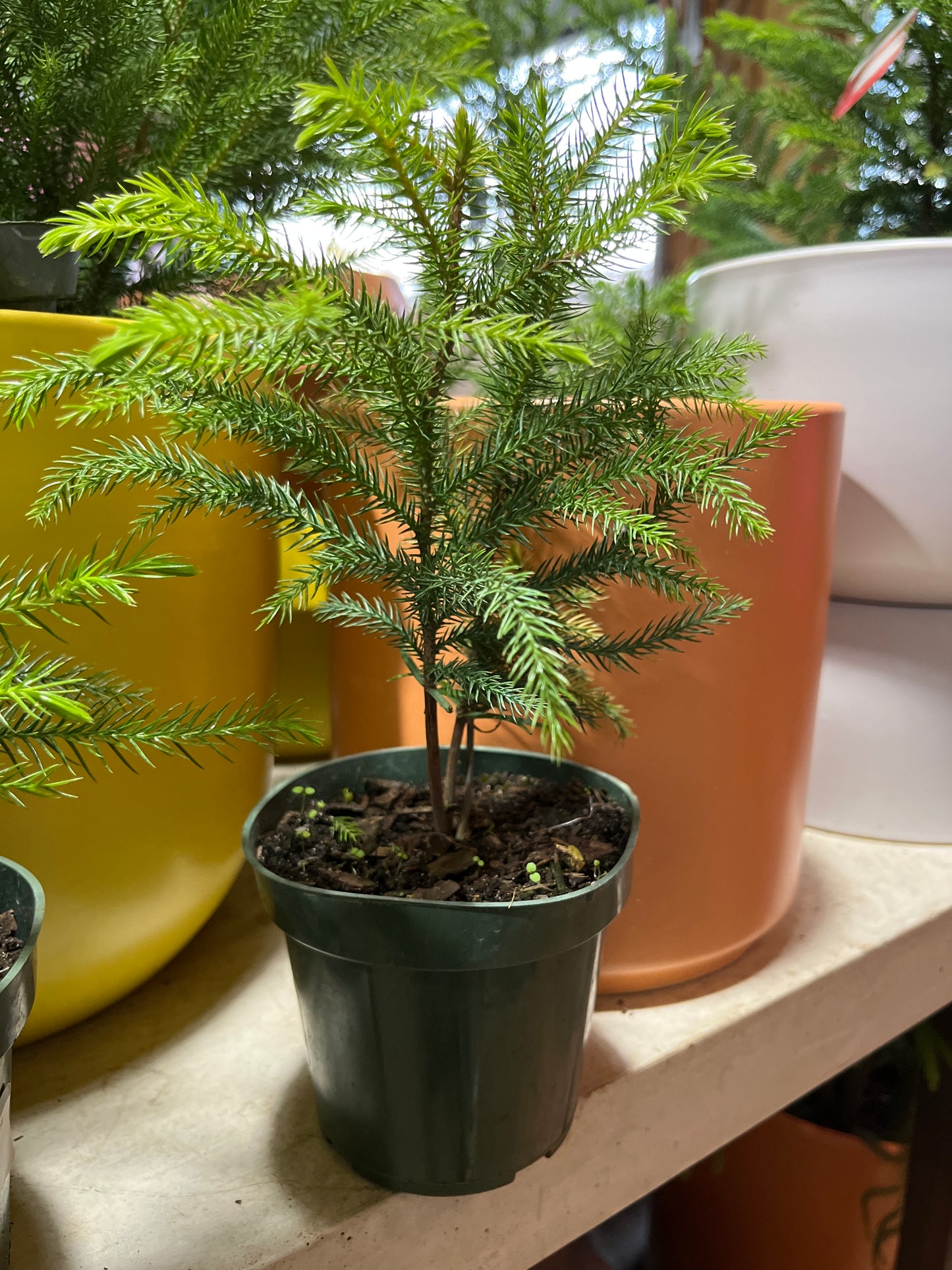 Araucaria-Norfolk Island Pine 4 inch