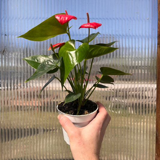 Anthurium-Dutch Assorted-4 inch