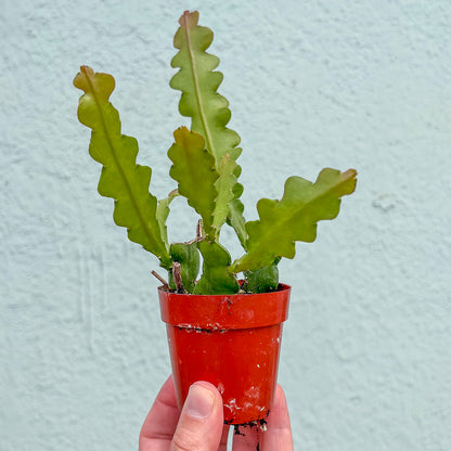 Cactus -Ric Rac Fishbone-3 inch