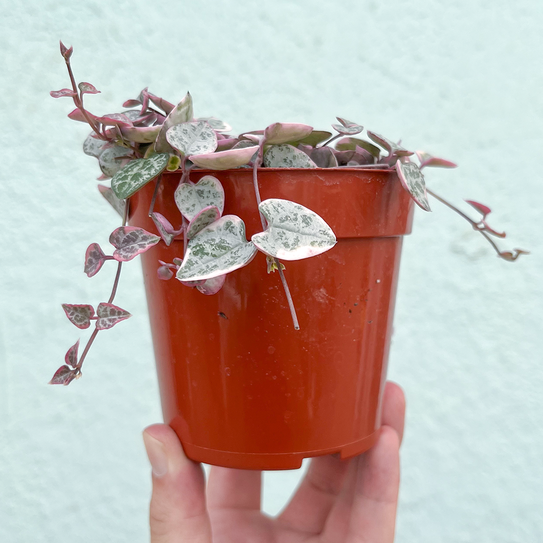 String of Hearts- Variegated 4 inch