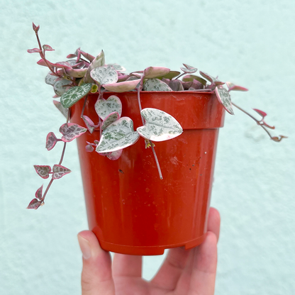 String of Hearts- Variegated 4 inch