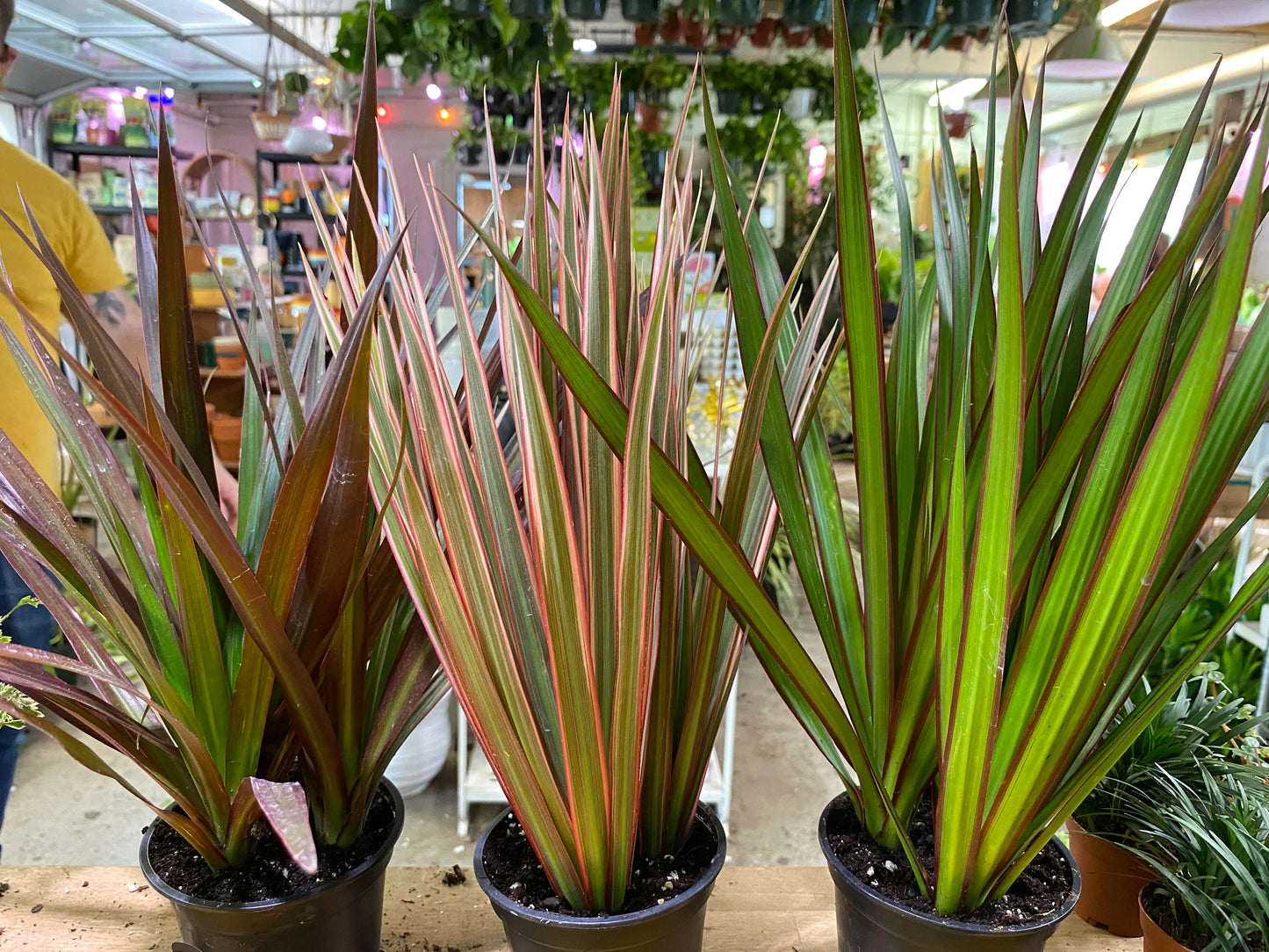 Dracaena-Marginata 4 inch