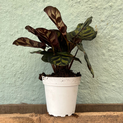 Calathea-Makoyana-4 inch