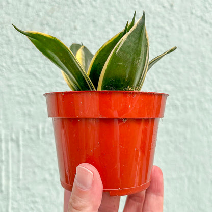Sansevieria-Assorted 4 inch