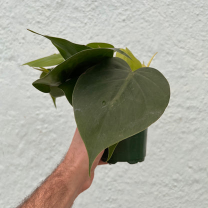 Philodendron-Cordatum 4"