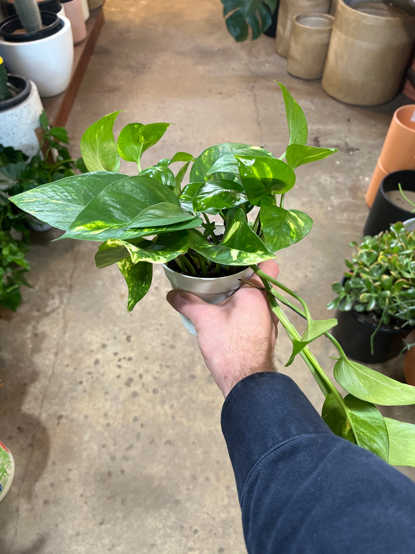 Pothos - Golden 4 inch
