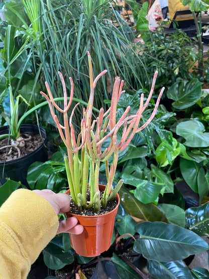 Pencil Cactus-Fire Sticks 4 inch