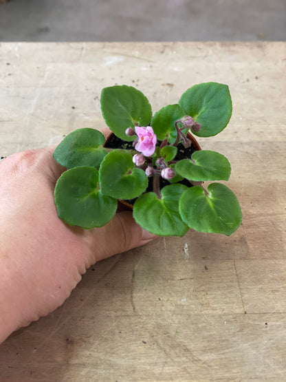 African Violet-Mini -2 inch