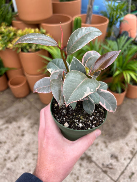 Ficus- Tineke 4 inch