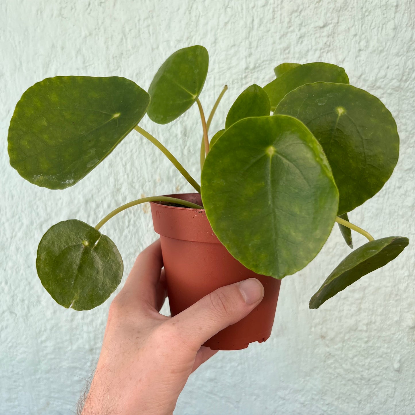 Pilea-Peperomioides- 4 inch