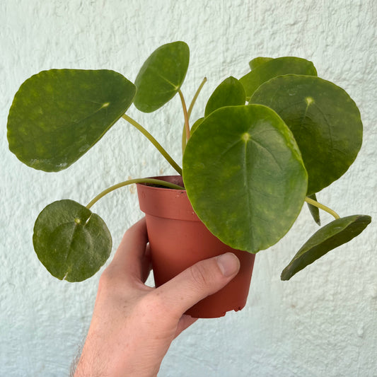 Pilea-Peperomioides- 4 inch