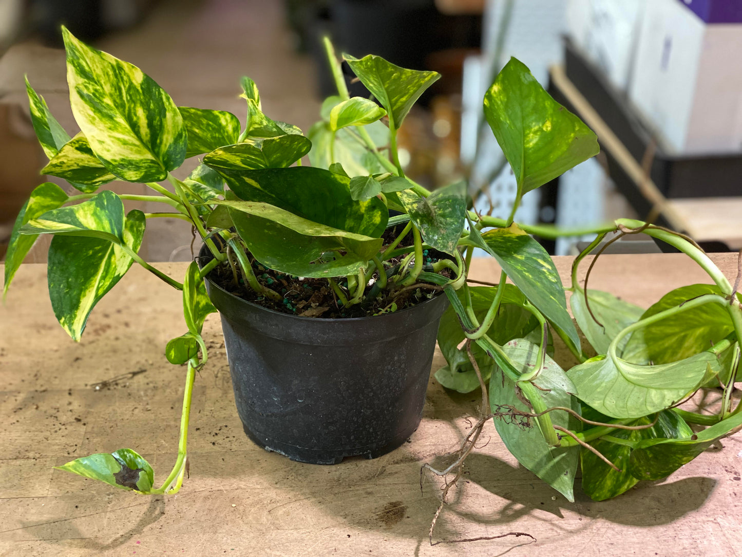 Pothos - Golden-6 inch