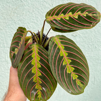 Maranta - Red 3"