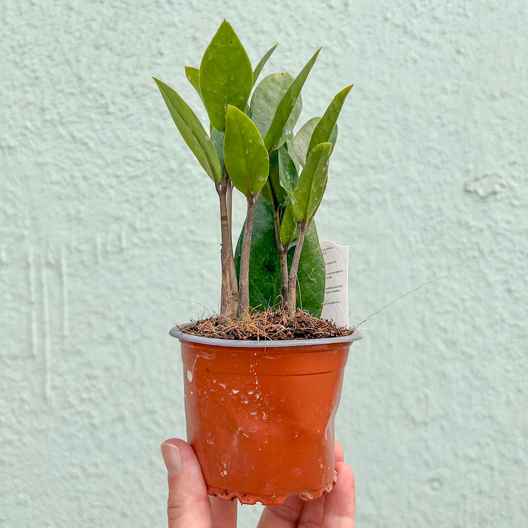 Zamioculcas-Zamifolia (ZZ Plant) 4