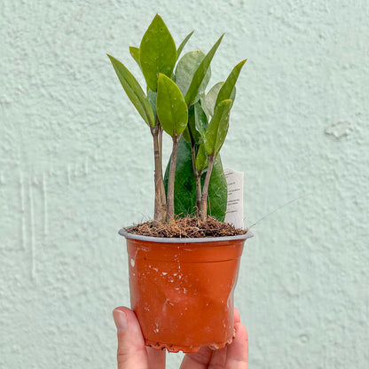 Zamioculcas-Zamifolia (ZZ Plant) 4