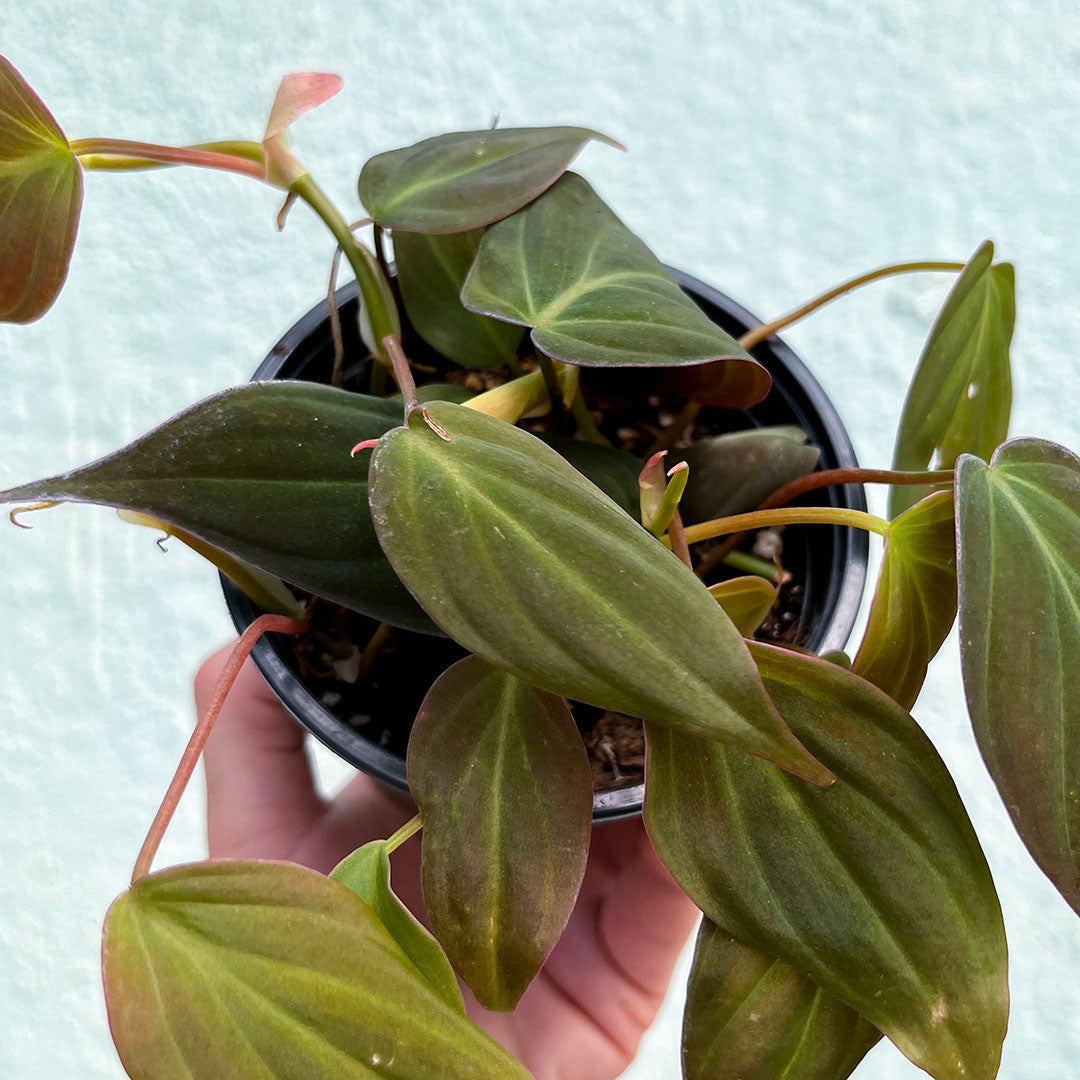 Philodendron-Micans 4 inch