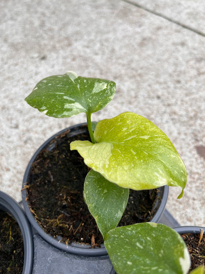 Monstera Deliciosa Thai Constellation 4 inch