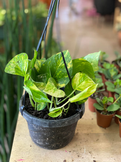 Pothos - Golden HB - 6 inch