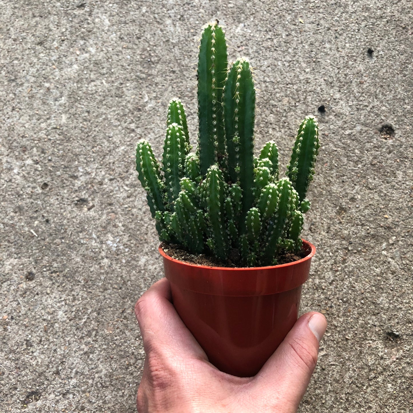 Cactus - Fairy Castle-4 inch