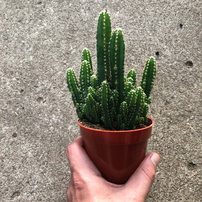 Cactus - Fairy Castle-4 inch