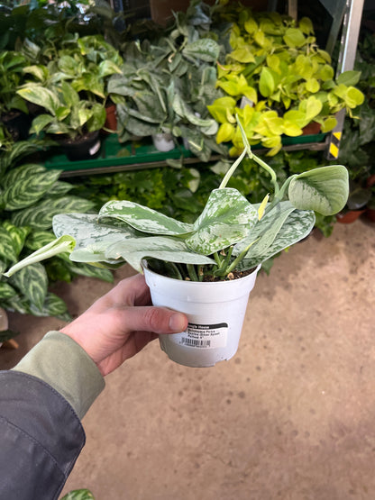 Scindapsus Pictus - Exotica (Silver Splash Pothos) 4 inch