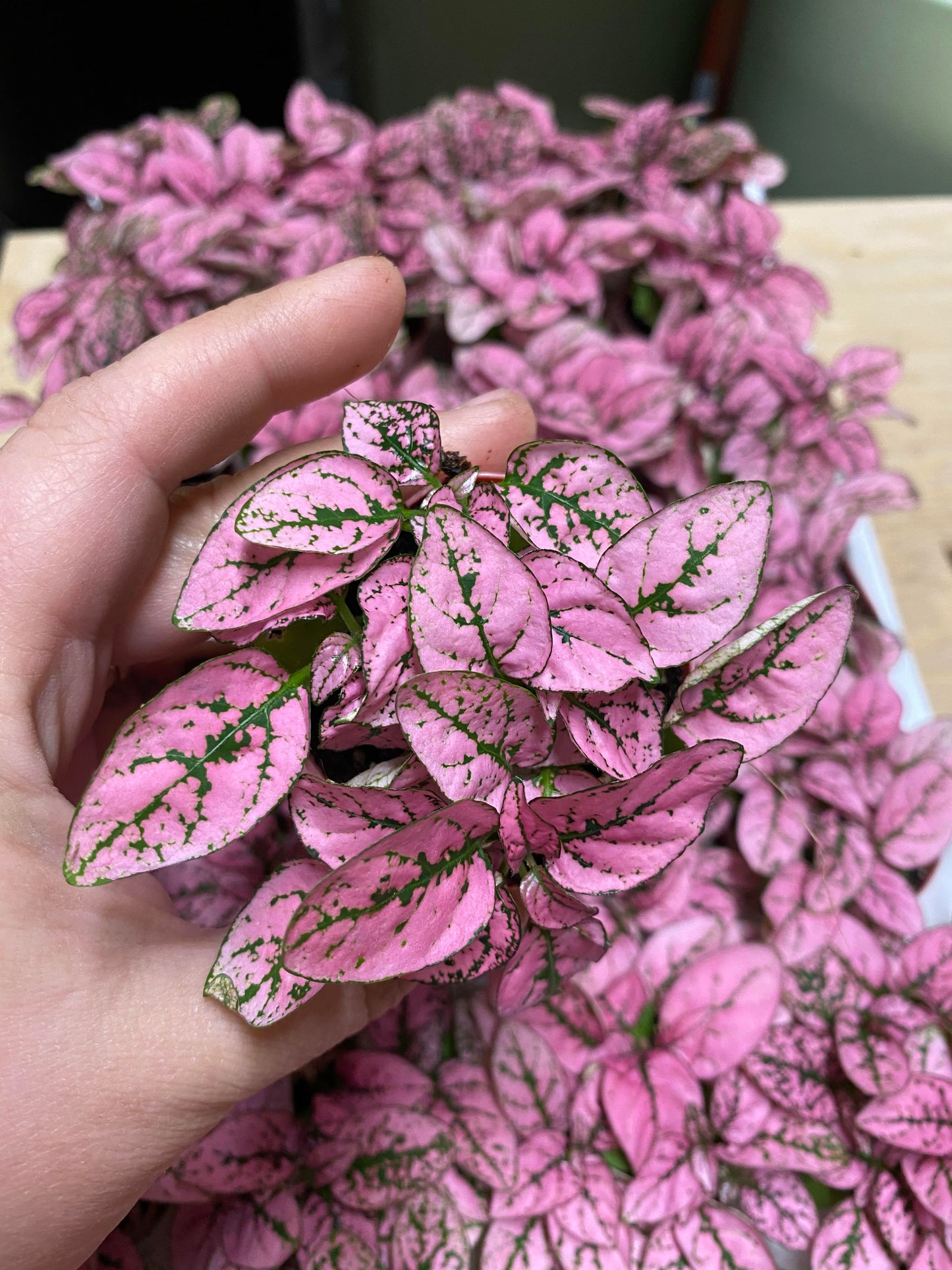 Hypoestes-Splash (Polka Dot Plant)-2 inch