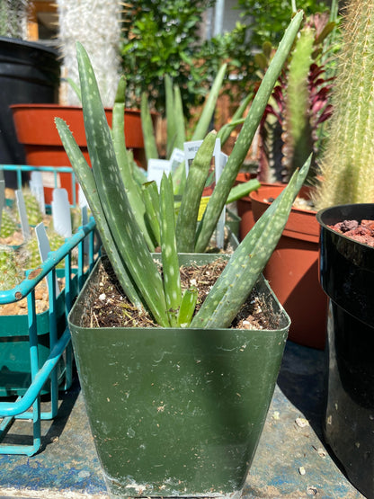 Aloe-Vera 4 inch