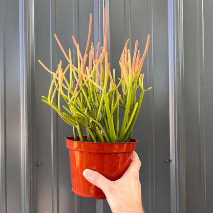 Pencil Cactus-Fire Sticks 4 inch