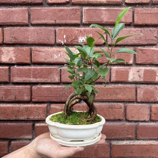 Introduction to Ficus Bonsai with Josh (11/14)