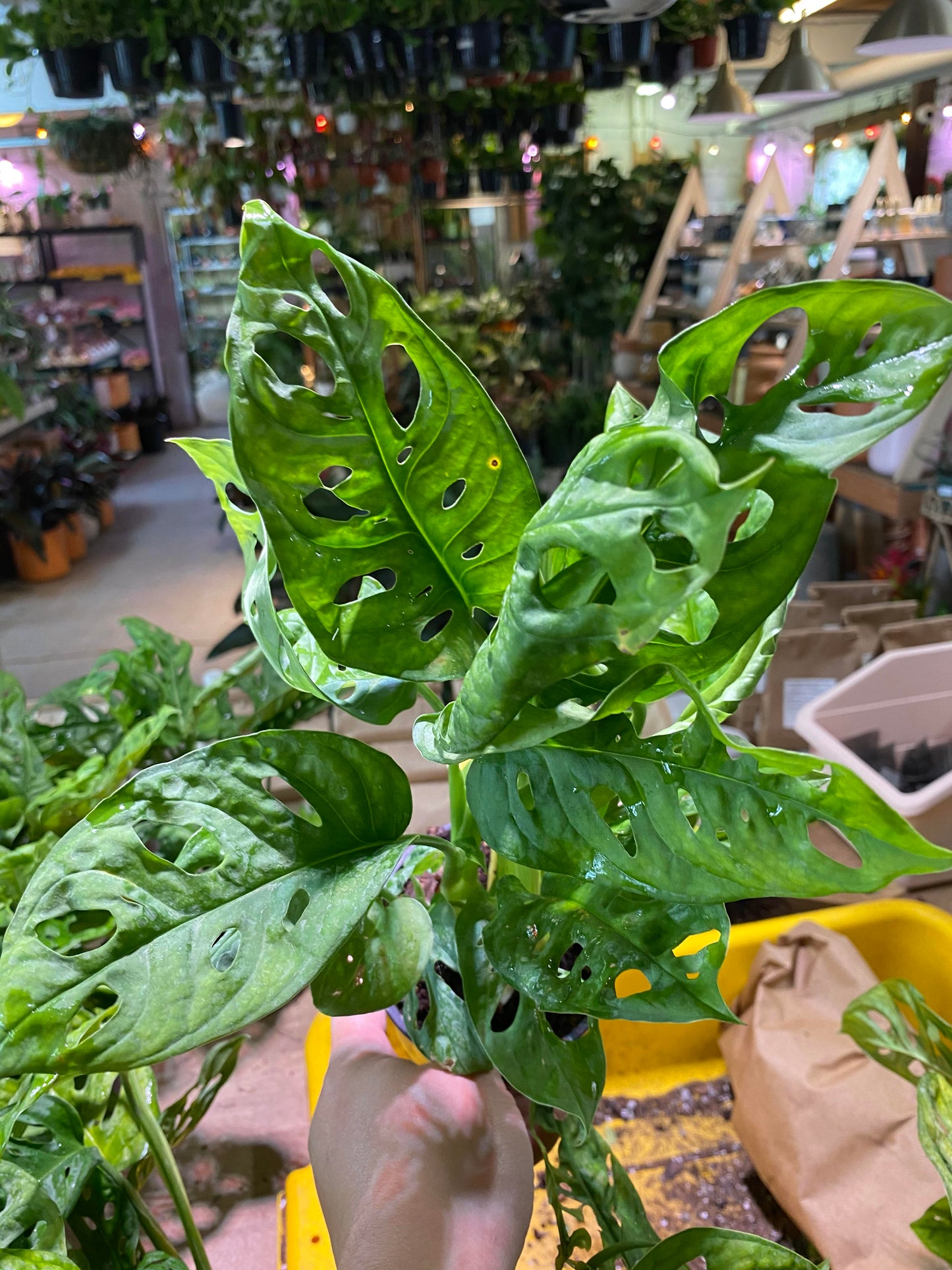 Monstera-Adansonii-4 inch