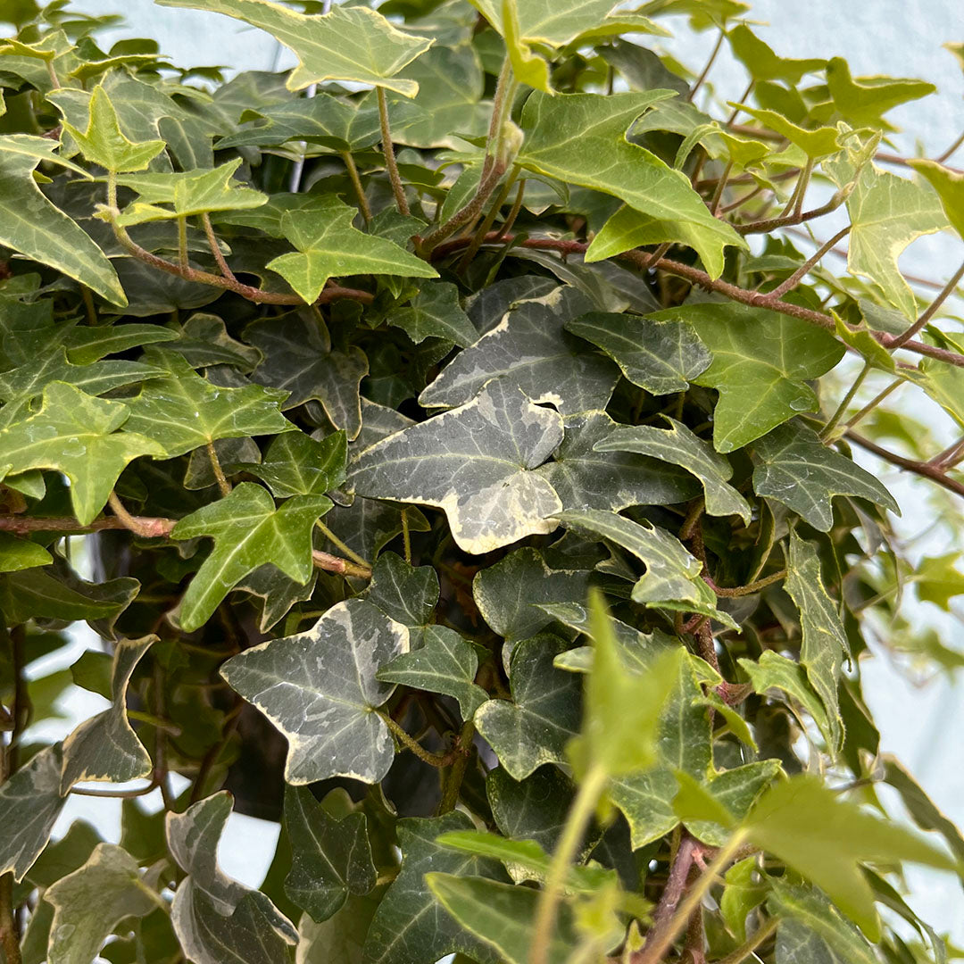 Ivy - Eva Variegated 6 inch
