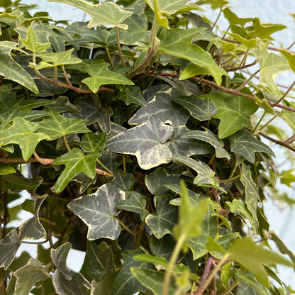 Ivy - Eva Variegated 6 inch