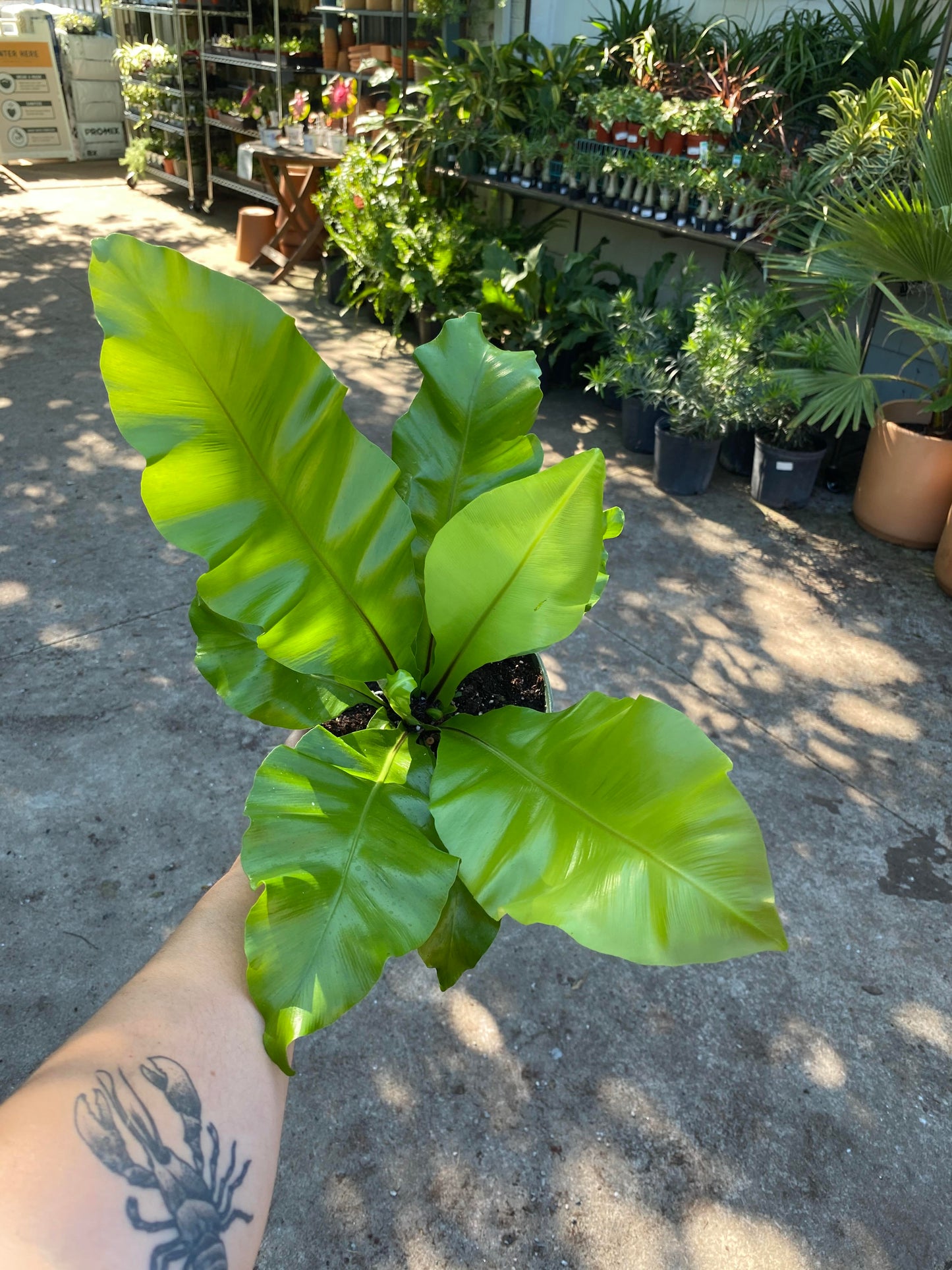 Fern - Birdsnest Assorted 6 inch