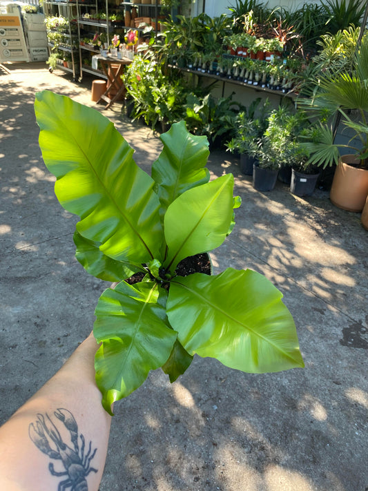 Fern - Birdsnest Assorted 6 inch