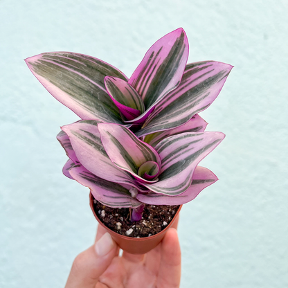 Tradescantia-Nanouk Pink  2 inch