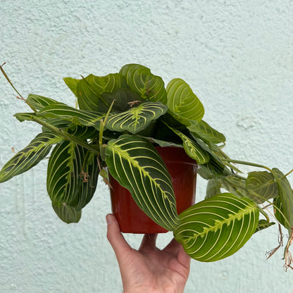 Maranta-Lemon Lime-6 inch