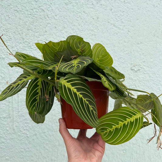 Maranta-Lemon Lime-6 inch