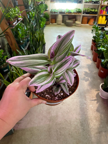 Tradescantia-Nanouk Pink  6 inch HB