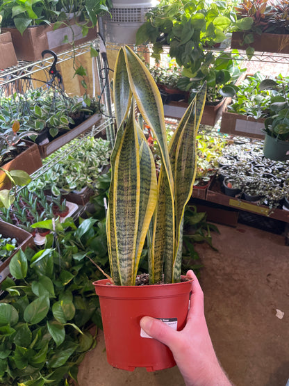 Sansevieria-Laurentii 6"