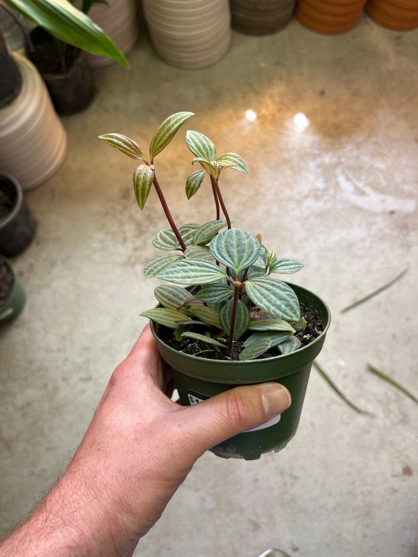 Peperomia Puteolata Parallel 4 inch