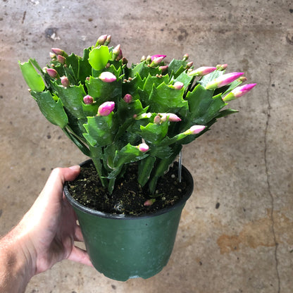 Cactus-Holiday-6 inch