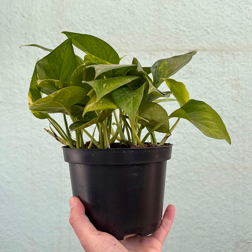 Pothos - Golden-6 inch