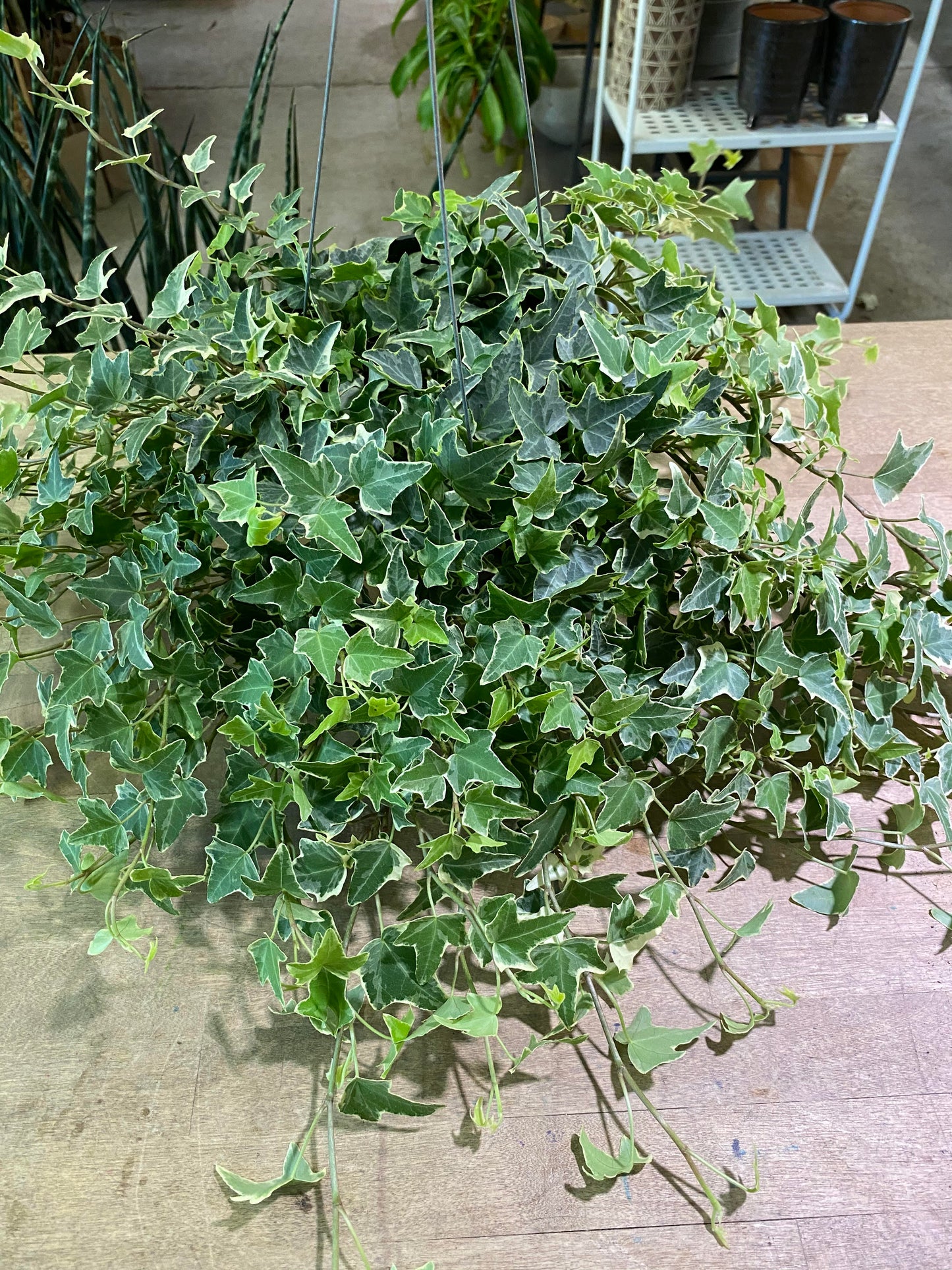 Ivy - Eva Variegated 6 inch