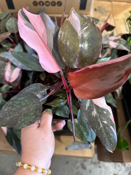 Philodendron-Pink Princess 6 inch