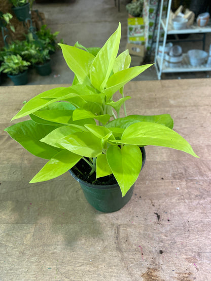 Pothos-Neon-4 inch