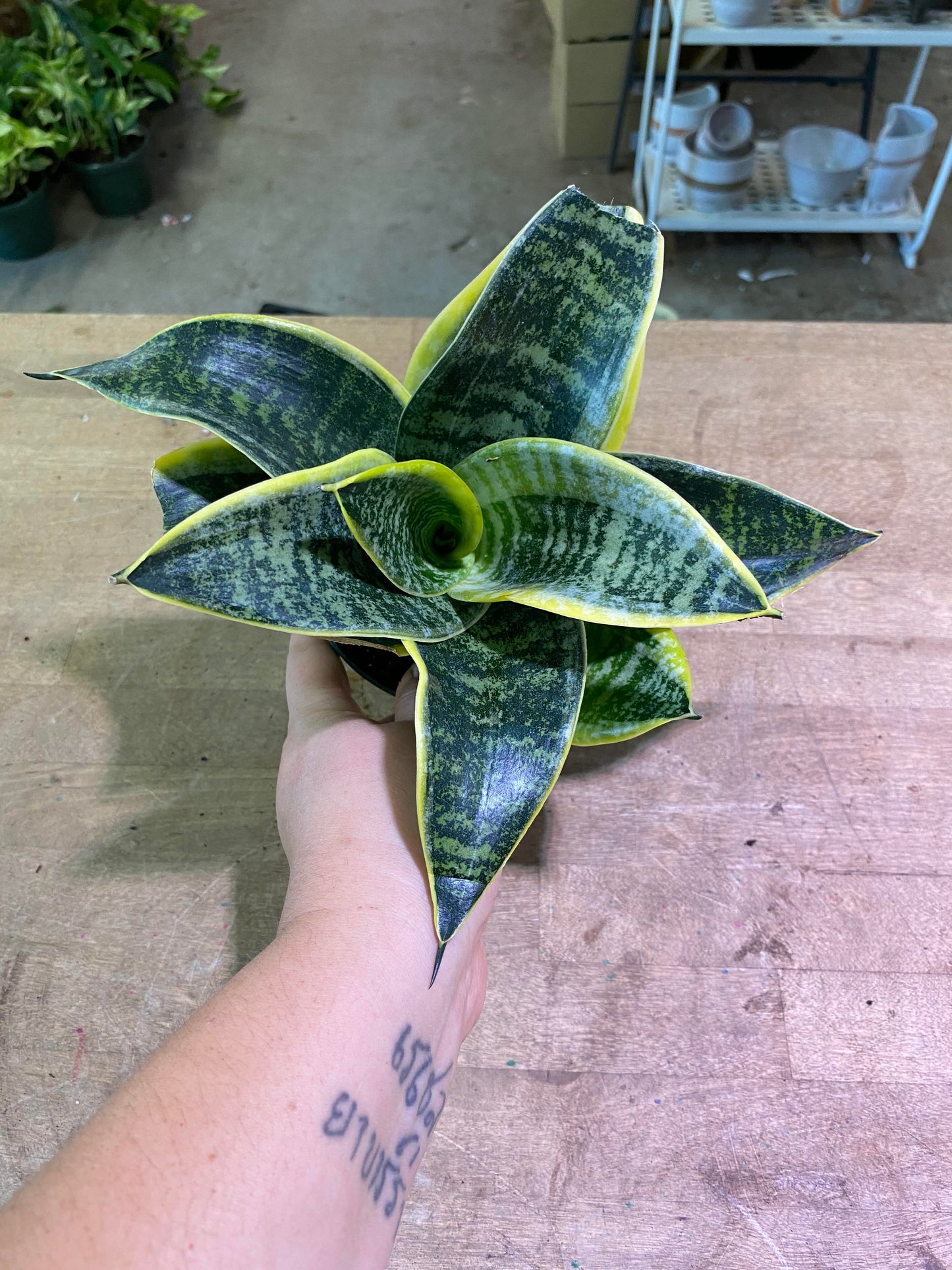 Sansevieria-Assorted 4 inch