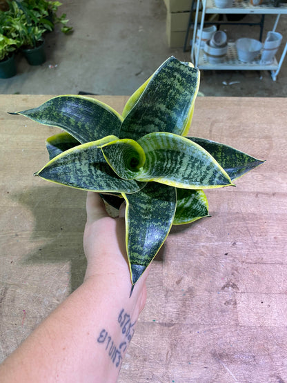 Sansevieria-Assorted 4 inch