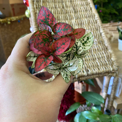 Hypoestes-Splash (Polka Dot Plant)-2 inch
